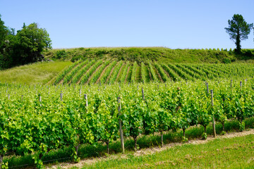 Fototapeta na wymiar hill vineyards in Saint Emilion french Bordeaux wine