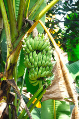Obraz premium Bananas which have yet to be picked.