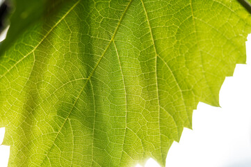 Das Blatt