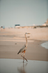 Heron on beach