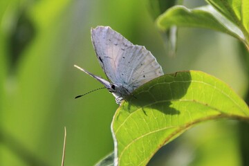 Farfalla diurna