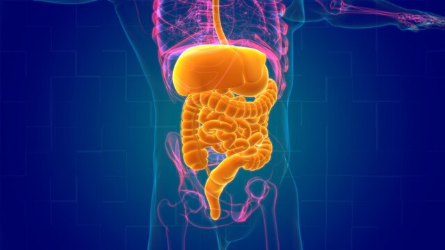 Human Digestive System Anatomy For Medical Concept 3D