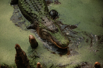 Alligators in swamp