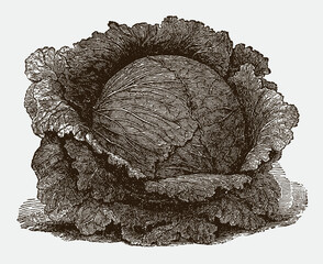 Red cabbage cultivar, after a historical engraving from the early 20th century