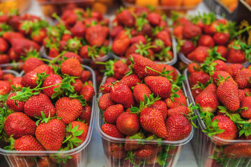 Fresh Organic Farm Strawberries at the Market	
