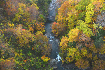 Autumn forest in a river valley in Tohoku region near Aomori
