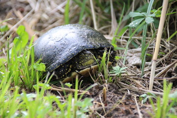 Emys orbicularis - testuggine di palude Europea