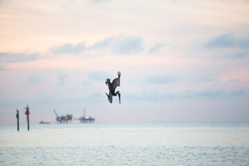 Pelican flying and diving against the sunset