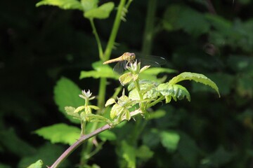 libellula