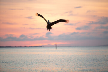Pelican flying and diving against the sunset