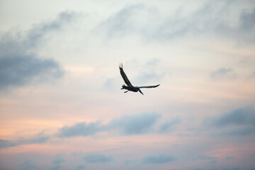 Fototapeta na wymiar Pelican flying and diving against the sunset