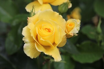 Rose jaune