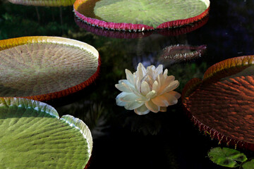water lily in a garden
