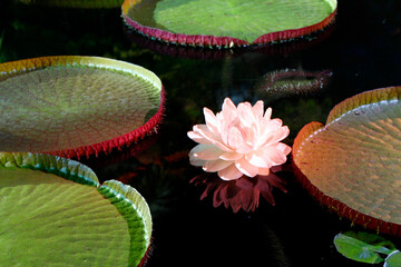 pink water lily