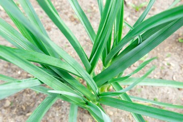 Green garlic leaves close-up. healthy green garlic leaves. cultivation of spices, organic farm