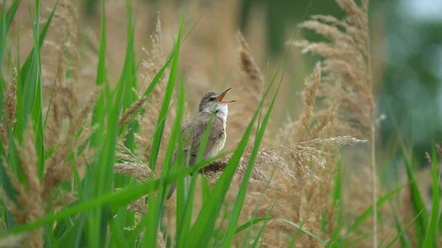 Chirping Eurasian Reed Warbler sitting in reed 