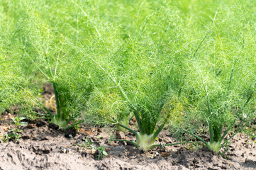 Farm field with growing green annual Florence Fennel bulbing plants. Foeniculum vulgare azoricum.