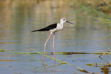 Black-winged stilt also common stilt in marsh waters. its warm tones.