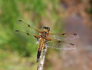 Very close up image of a Four Spot Chaser dragonfly. Scientific name Libellula quadrimaculata.