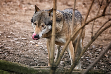 Eurasian wolf