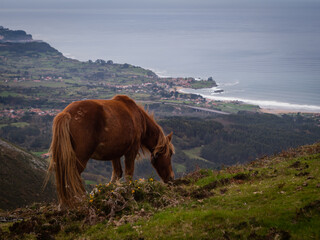 horse in the mountains