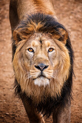 Lion king of the animals