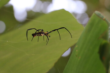 Spider on its net with leaves