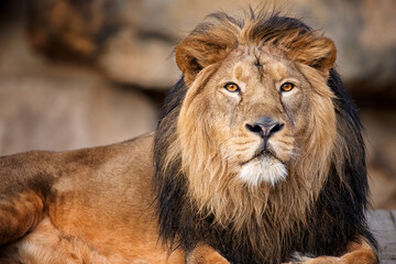 Lion king of the animals