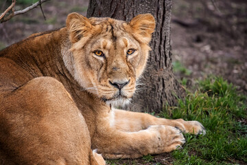 Female of lion