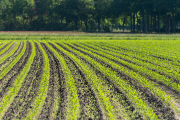 Fototapeta na wymiar Farmer field with rows of young green corn plants