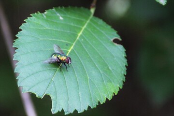 Mosca verde