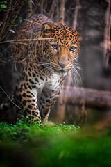 Javan leopard