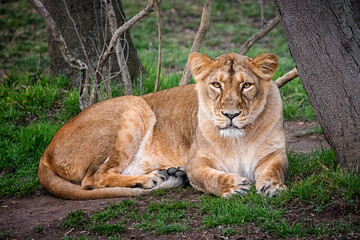 Fototapeta na wymiar Female of lion