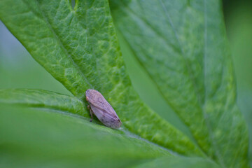 leafhopper on a leaf
