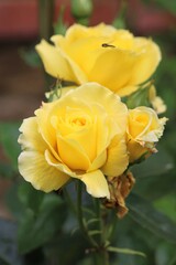 Rose jaune