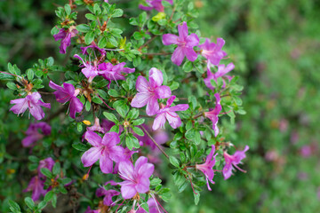 Purple Rhododendron Maxim ex Regel blooming in a garden
