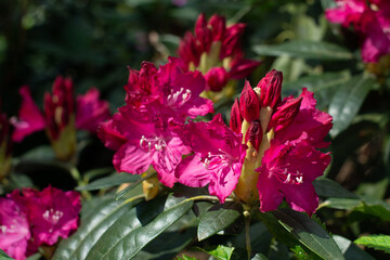 Purple Rhododendron Antonin Dvorak blooming in a garden