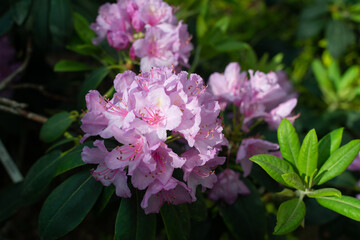 Purple Rhododendron Mannheim blooming in a garden