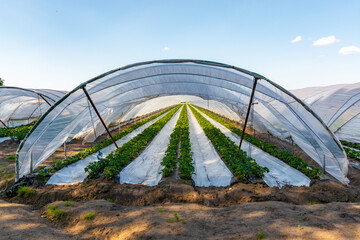 Cultivation of strawberry fruits using the plasticulture method, plants growing on plastic mulch in...