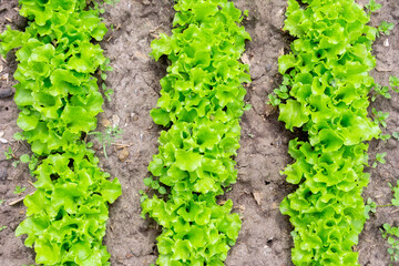 Organic seedling or sapling lettuces in the field, lettuce cultivation, green leaves, close-up selective focus