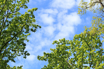 spring freshness of leaves on a background of blue sky