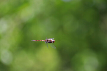 Dragonfly in flight