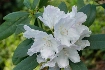 White Rhododendron Hoppy blooming in a garden