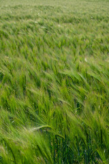 Spring barley grain fields with unripe green crops