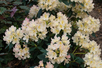 White Rhododendron Percy Wiseman blooming in a garden