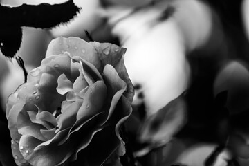 rose on black background