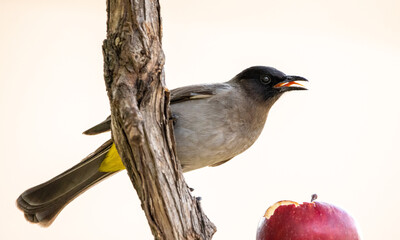 BulBul