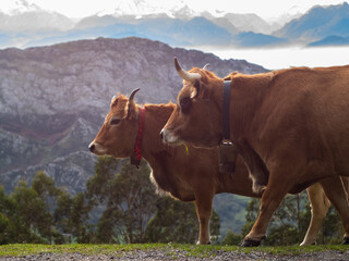 cows in the mountains