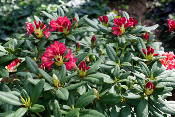 Pink Rhododendron Balalaika blooming in a garden