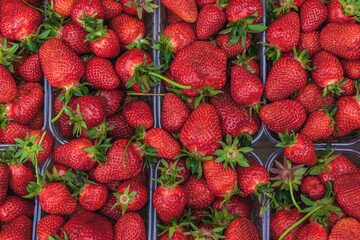 Fresh Organic Farm Strawberries at the Market	

